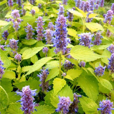 Gold-Agastache