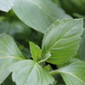 Deaflora Heliges Basilikum Tulsi