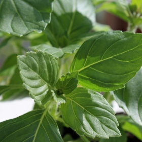 Deaflora Heliges Basilikum Tulsi
