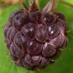 Himbeere Purple Royalty
