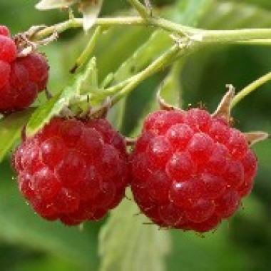 Himbeere Rose de C�te d'Or