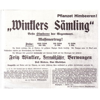 Himbeere Winklers S�mling