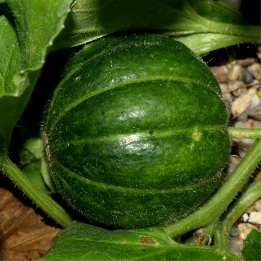 Honigmelone Noire des Carmes