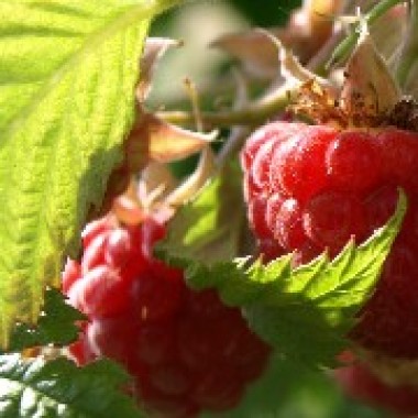 Himbeere Immertragende von Feldbrunn