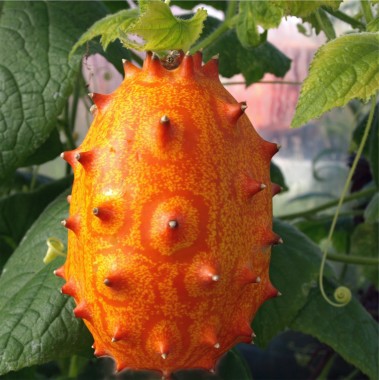 Kiwano