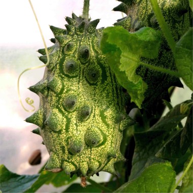 Kiwano
