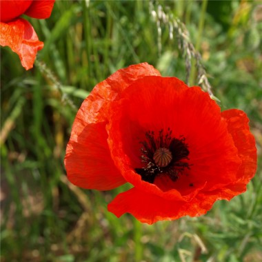 Klatschmohn