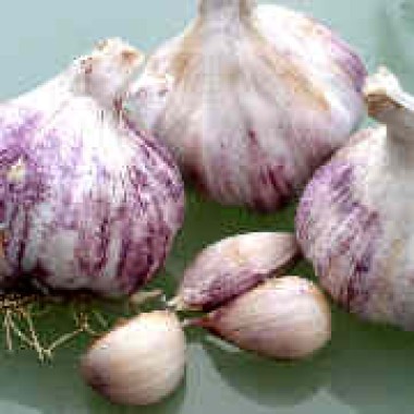 Knoblauch Germidour