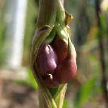 Knoblauch Germidour