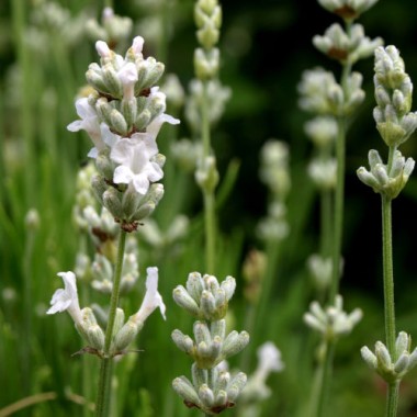 Lavendel Mademoiselle Blanche