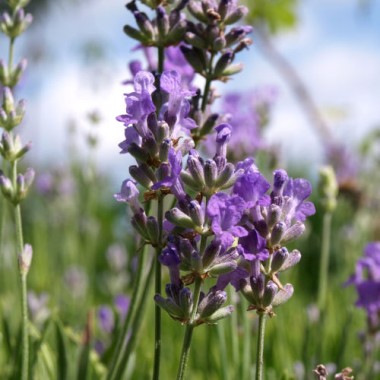 Lavendel Mademoiselle