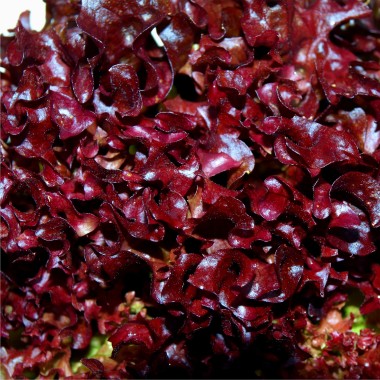 Salat Lollo Rosso