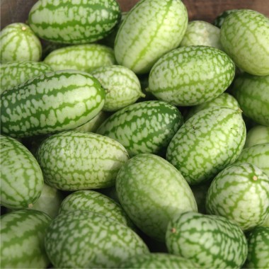 Mexikanische Minigurke