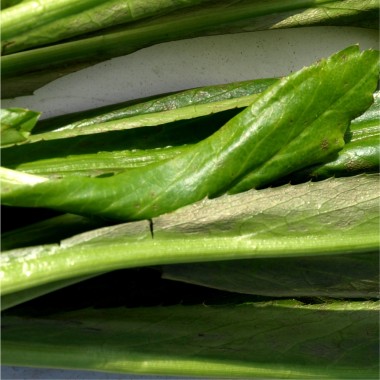 Mexikanischer Koriander - Culantro