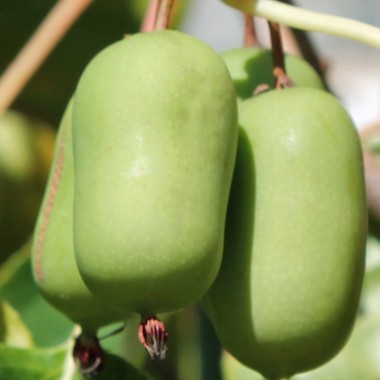 Mini-Kiwi Jumbo