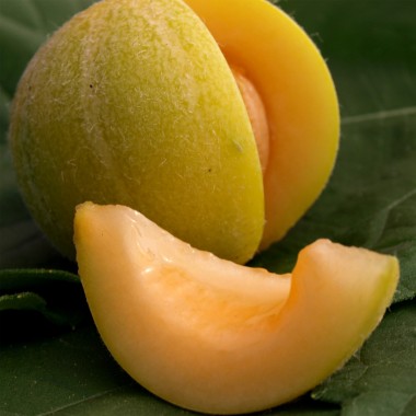 Honigmelone Minnesota Midget