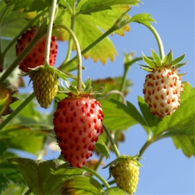 Monatserdbeere Rosalie