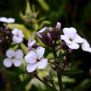 Nachtviole panaschiert