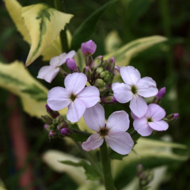 Nachtviole panaschiert 