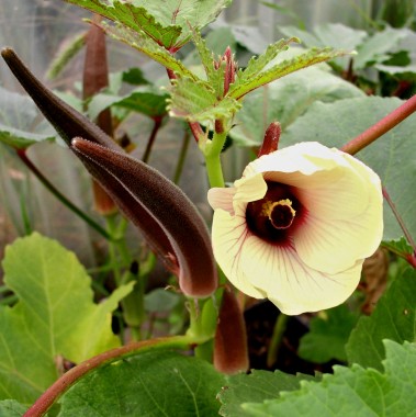 Okra Burgundy Red