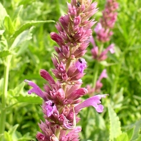 Orangenagastache