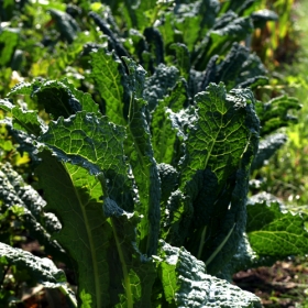 Palmkohl Nero die Toscana Bl�tter