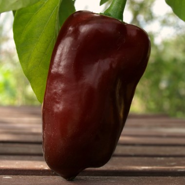 Paprika Sweet Chocolat