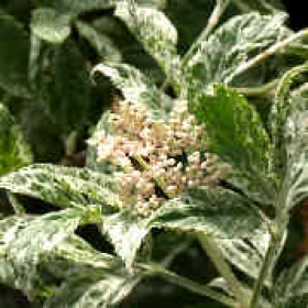 Holunder Pulverulenta