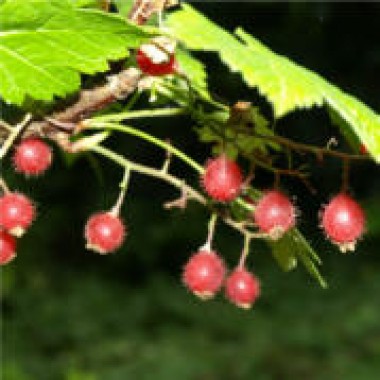 Sachalin-Beere 