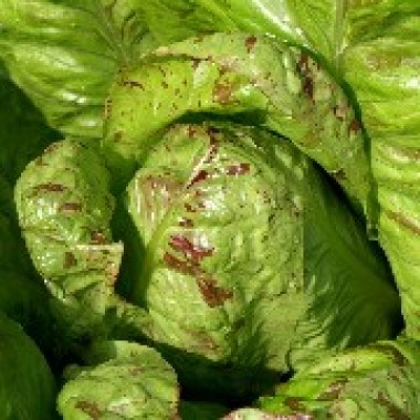 Salat Forellenschluss