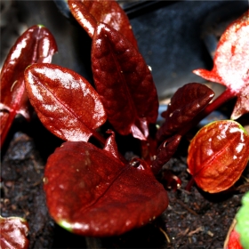 Sauerampfer rotbl�ttrig von Deaflora