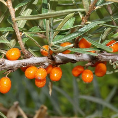 Sanddorn Friesdorfer Orange