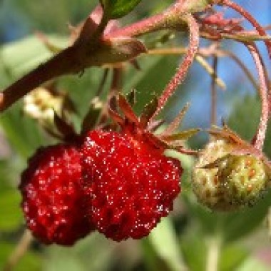 Scharlacherdbeere