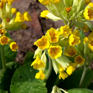 Schl�sselblume