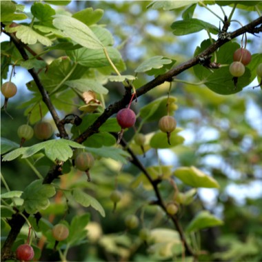 Neu! Schnee-Beere (Pflanze)