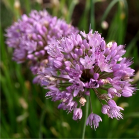 Schnittknoblauch rosa