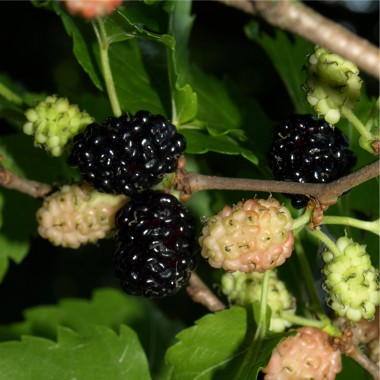 Schwarze Maulbeere