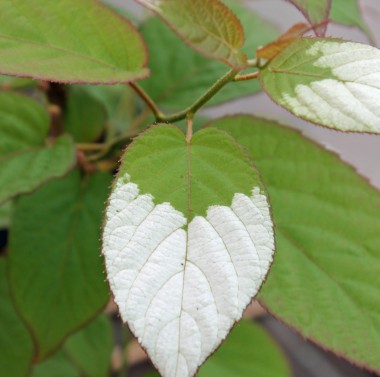Sibirische Kiwi September Sun Bl�tter im Fr�hjahr