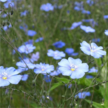 Staudenlein blau