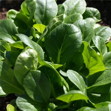 Tatsoi