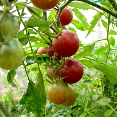 Tomate Black Cherry 