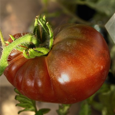 Tomate Black Krim