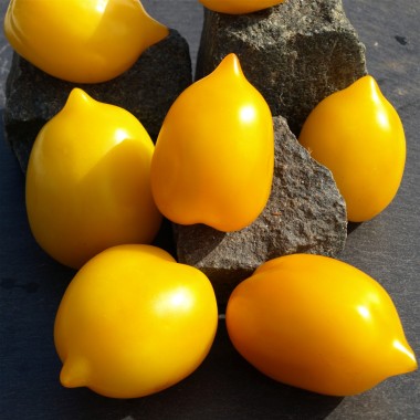 Tomate Plum Lemon