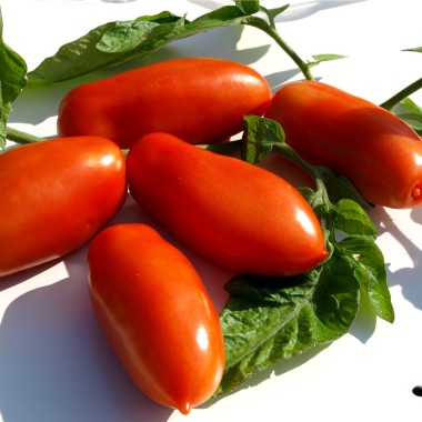 Tomate San Marzano