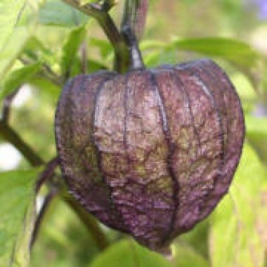 Tomatillo Vallisto