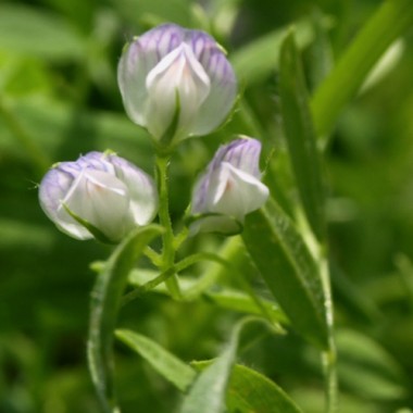 Umbrische Berglinsen