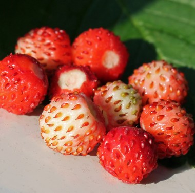 Walderdbeere Rosa Perle