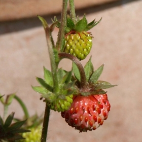 Walderdbeere Rosa Perle