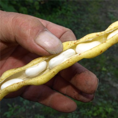 Feuerbohne Bulgarische Schneek�nigin