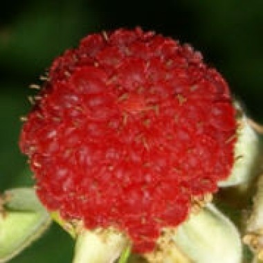 Wei�e Zimthimbeere